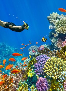 ЕКСКЛУЗИВНИ ОТСТЪПКИ - Почивка в Шарм ел Шейх, Египет със самолет от София - 7 нощувки